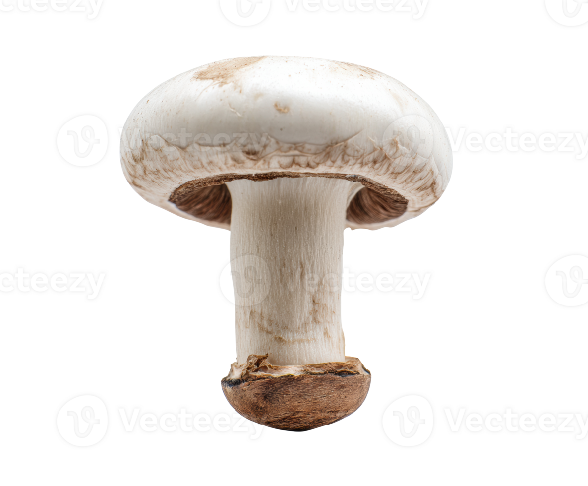 Fresh white mushroom on display for culinary use and nutrition png