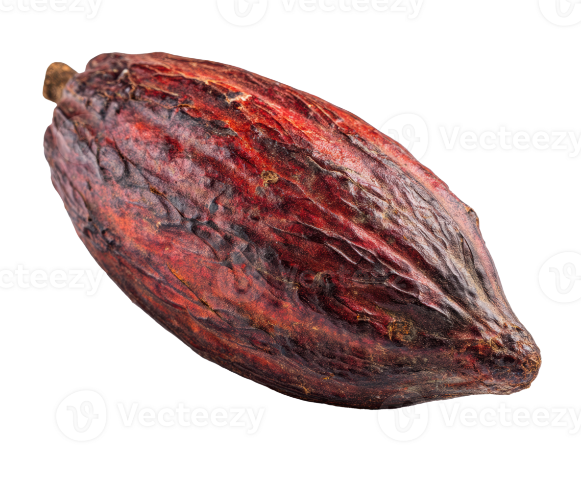 Close-up view of a cacao pod with a deep red-brown exterior png
