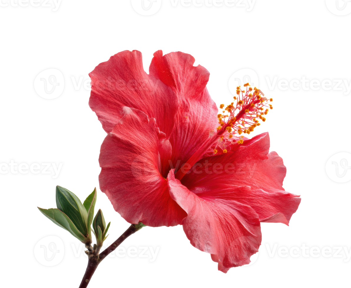 Bright red hibiscus flower blooming in nature png