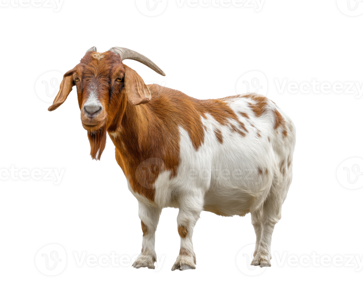Goat standing on its hind legs in a natural setting with greenery png