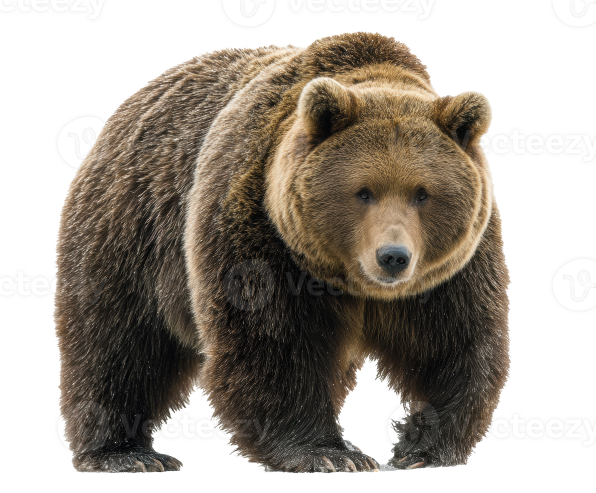 Grizzly bear standing on all fours in natural habitat setting png