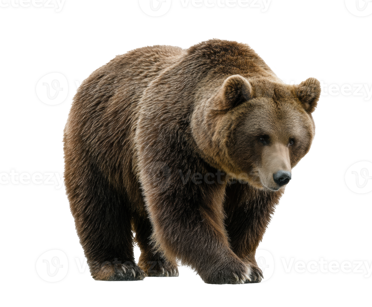 Grizzly bear walking on a natural landscape during the day png