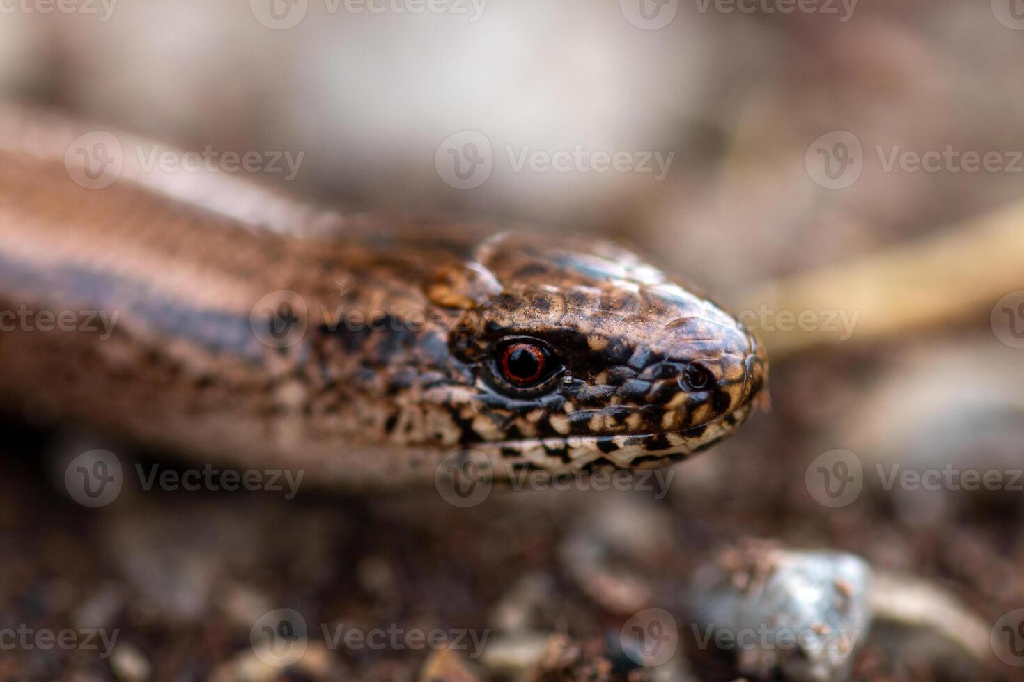 A close up of a snake's head photo