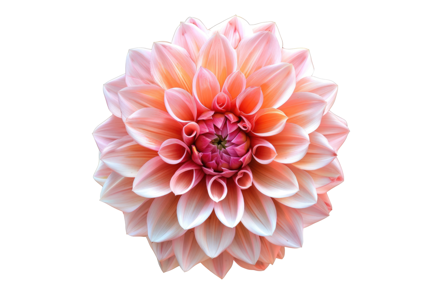 Dahlia flower isolated on transparent background png