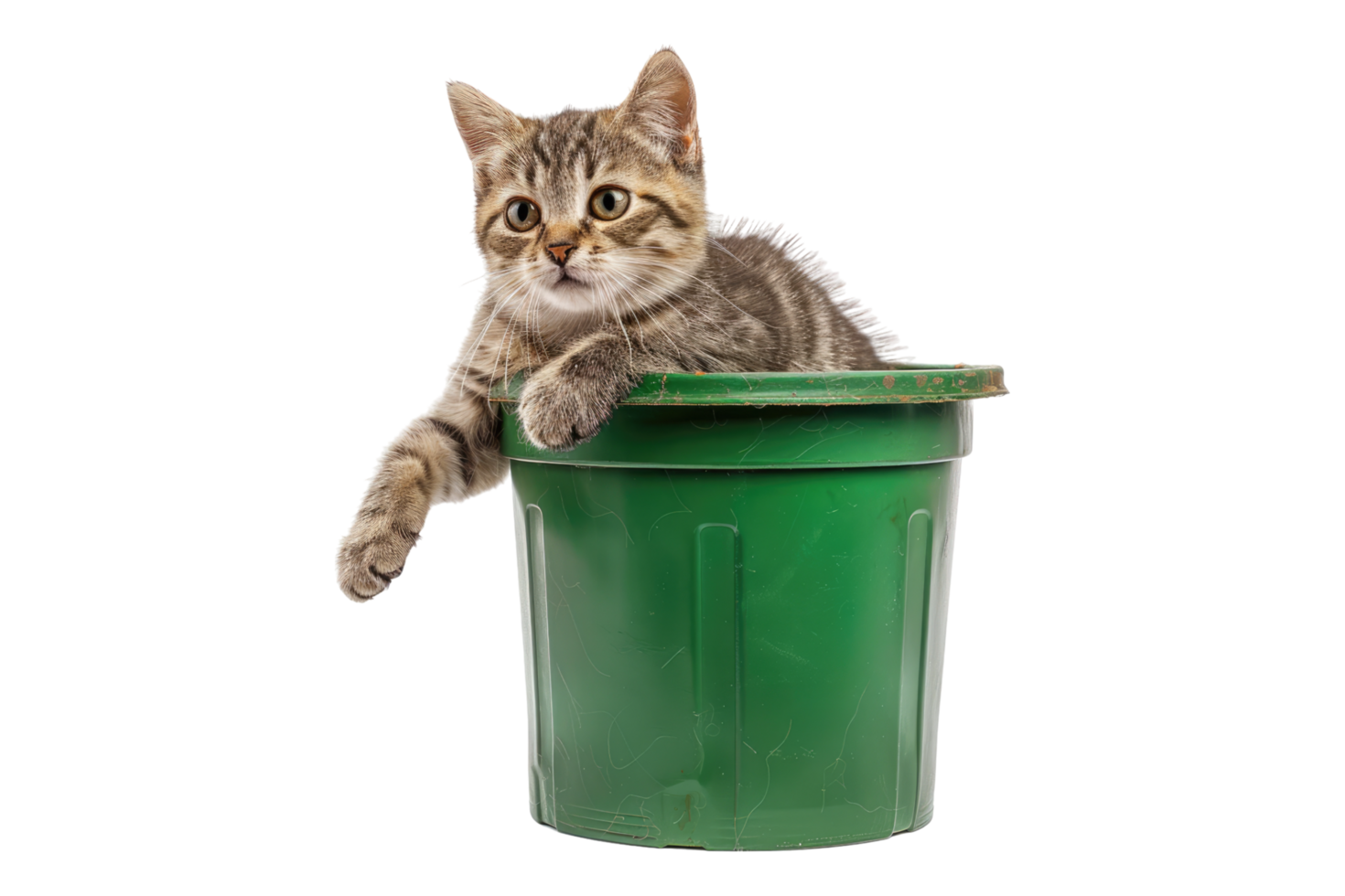 Cat dropping bin isolated on transparent background png