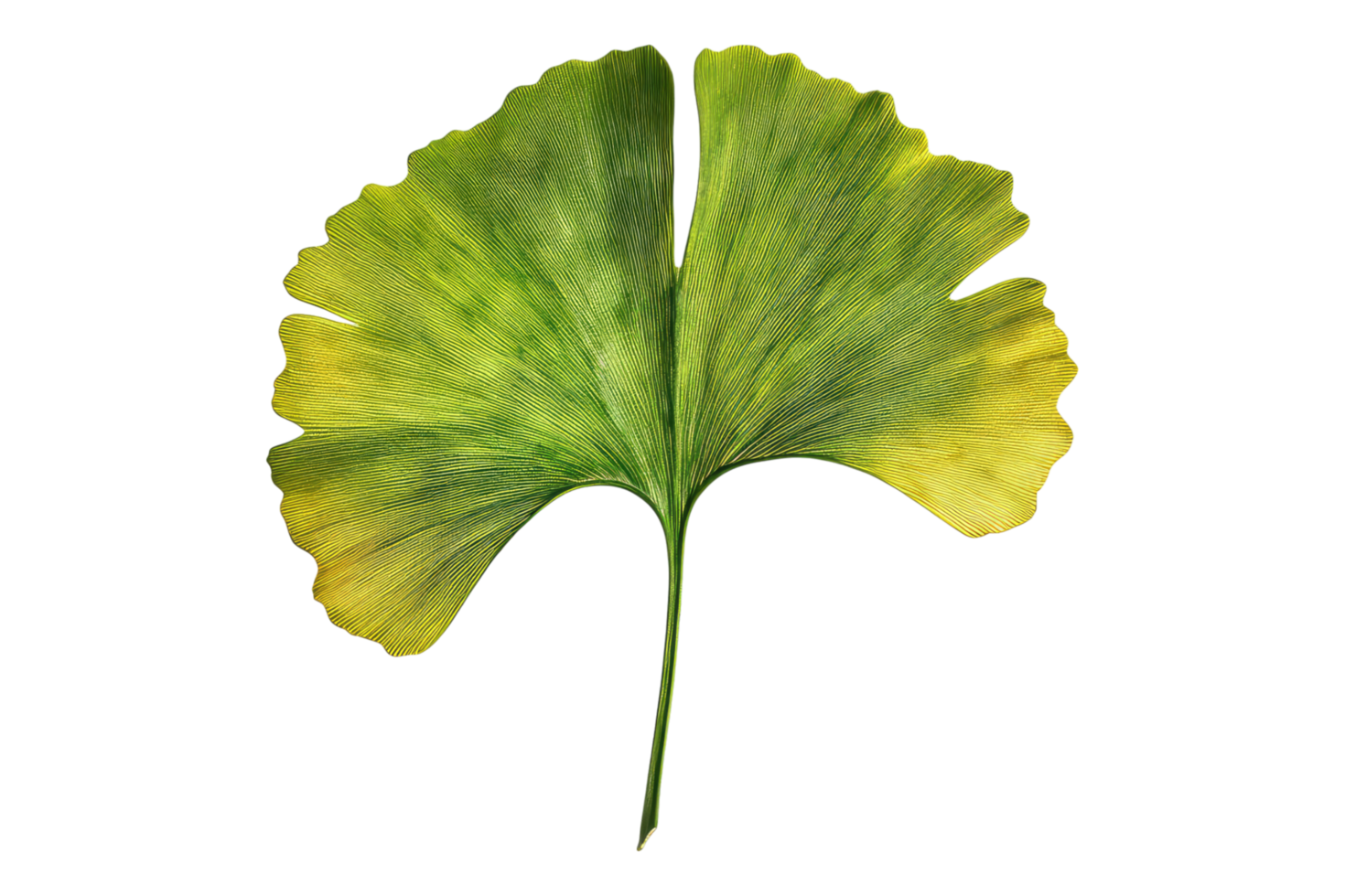 Graceful ginkgo isolated on transparent background png
