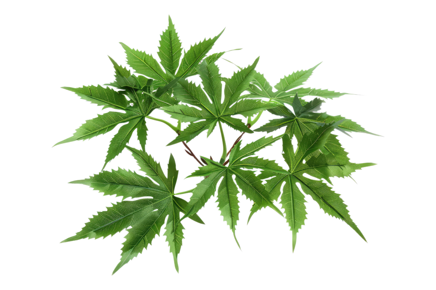 Japans maple acer palmatum leaves isolated on transparent background png