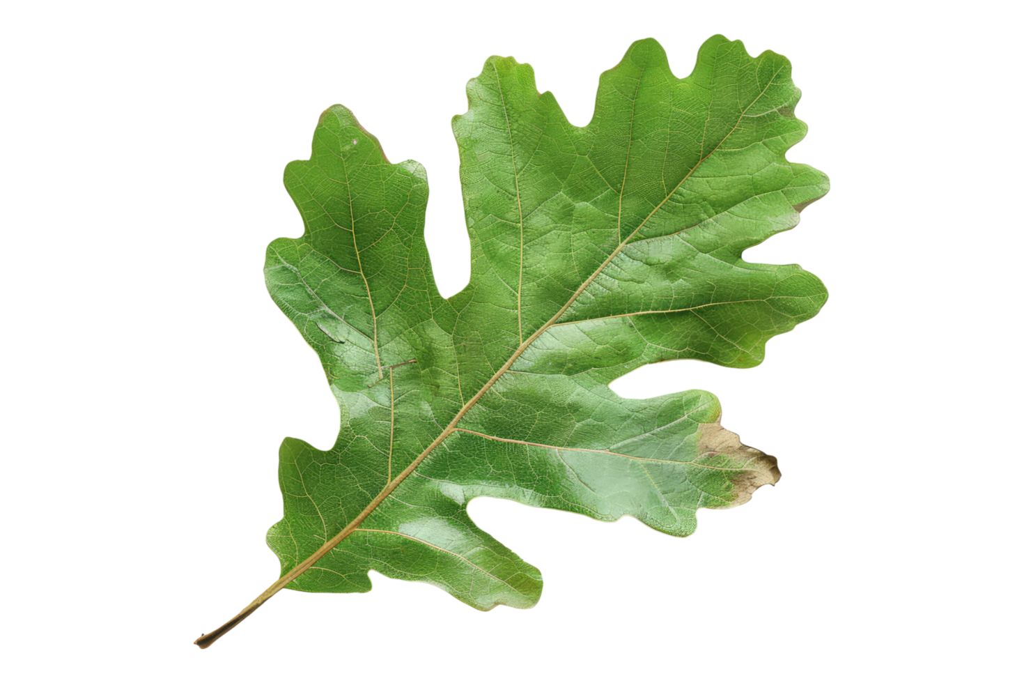 Oak leaf isolated on transparent background png