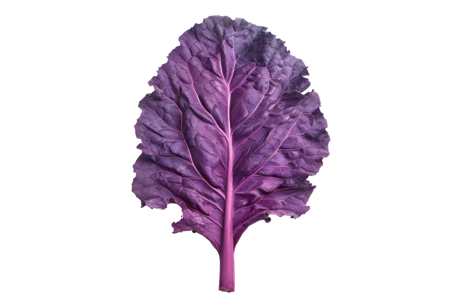 Purple kale leaf isolated on transparent background png