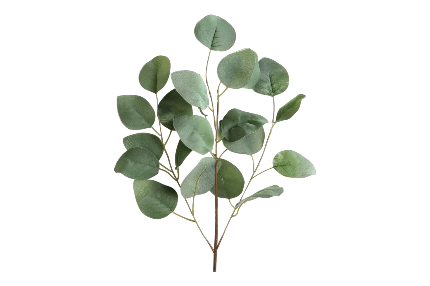 Eucalyptus leaves isolated on transparent background png