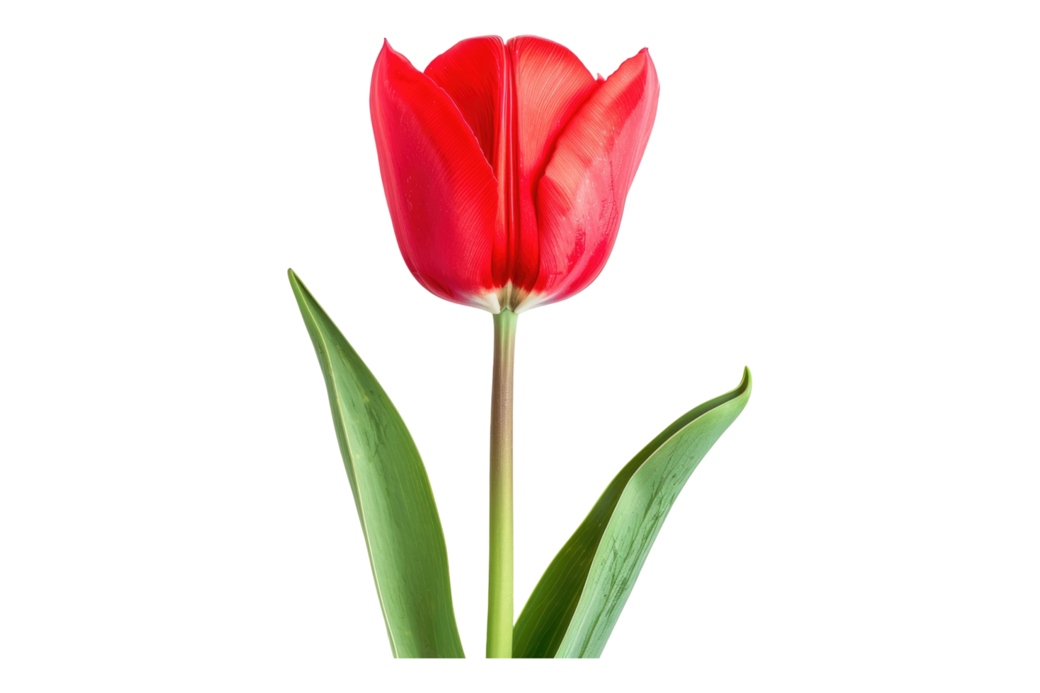 Red tulip flower isolated on transparent background png