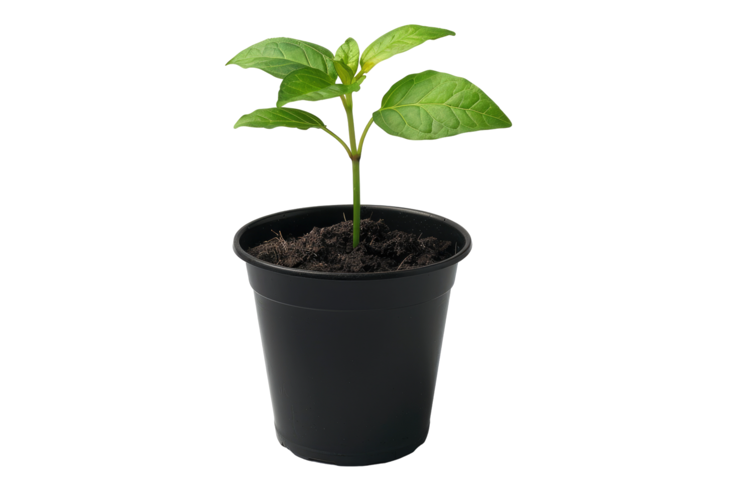 Seedling on black pot isolated on transparent background png