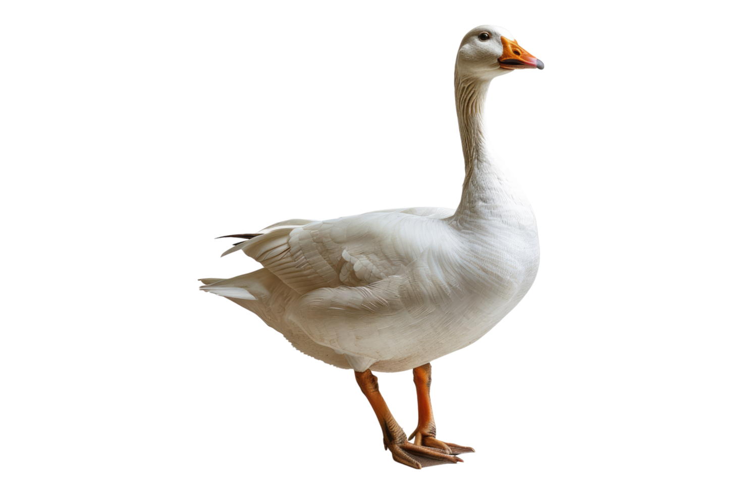 White domestic goose isolated on transparent background png