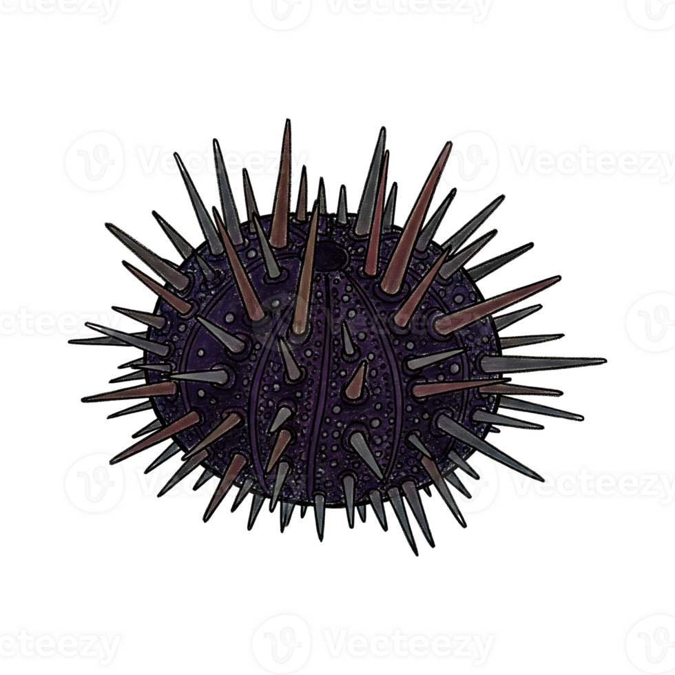 Purple Sea Urchin with Spikes png