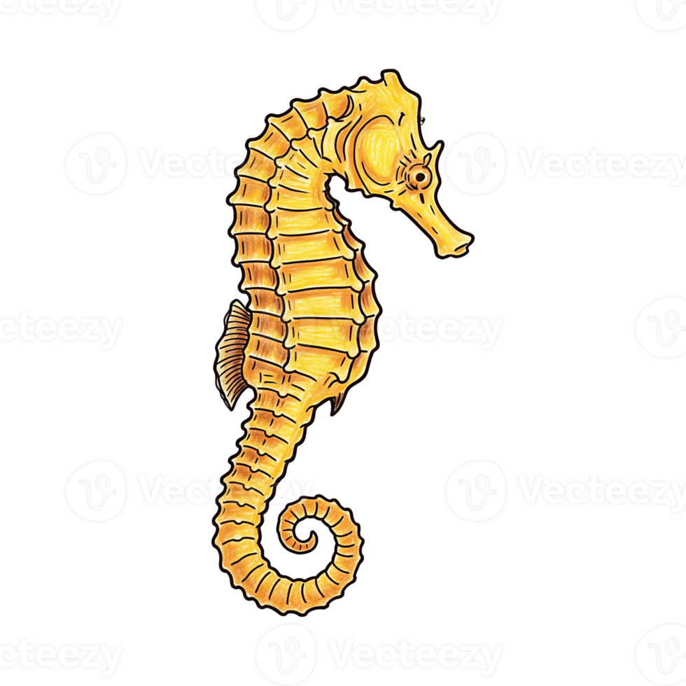 Golden Seahorse Drawing png
