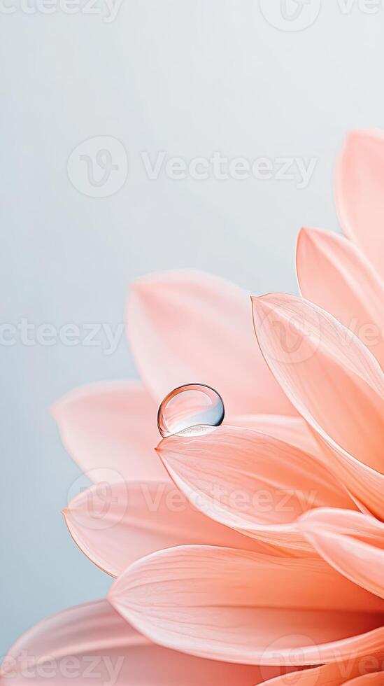 Delicate pink flower petals close view with clear water drop on top. Light blue background shows gentle gardening scene. photo