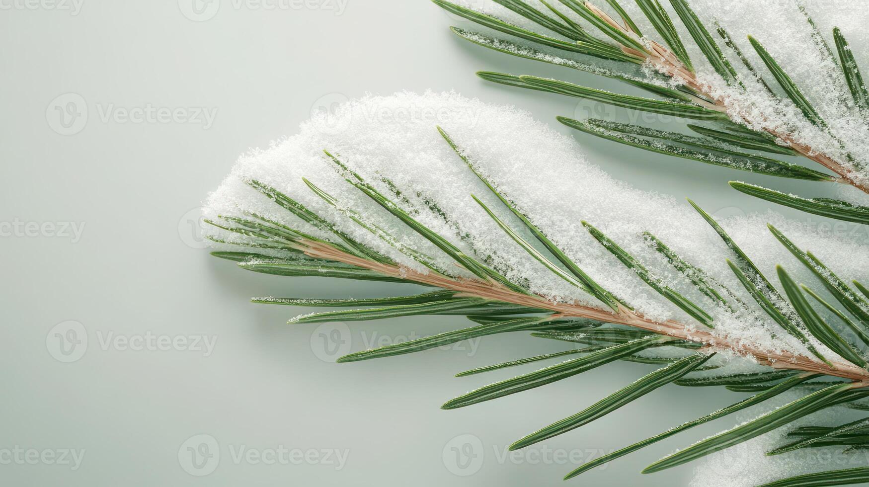 Green pine branch lies covered with fresh white snow. Winter theme showing needles and light grey background with space for text. photo