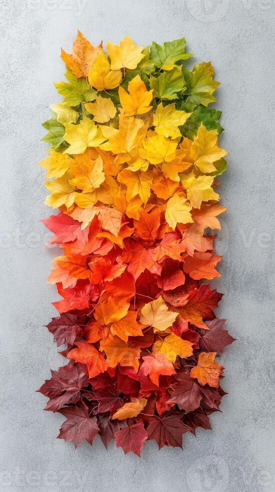 Colorful autumn maple leaves arranged vertically showing transition of green yellow orange and red colors on gray surface photo