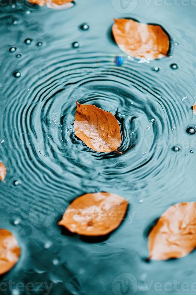 Autumn leaves float on water. Ripples expand outward. Raindrops fall upon surface. Natural patterns emerge in pond. Calm and tranquil scene. photo