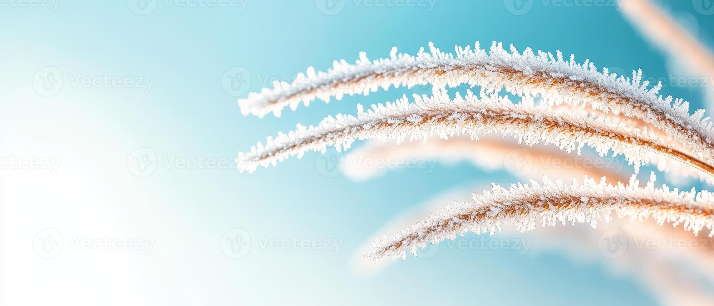 Frosty wheat stalks glisten against a clear blue sky. Golden wheat branches are covered in white crystals. Winter scene. Frozen plant life closeup. photo