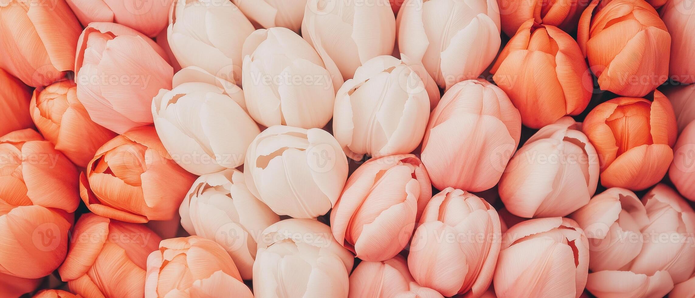 Many tulips in a group. Light pink and orange petals close together. Floral heads create a pattern with soft spring colors. photo