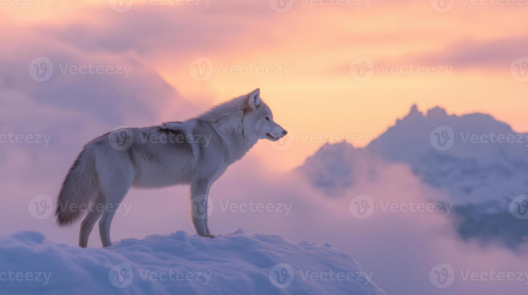 A white wolf gazes into the distance atop a snow-covered terrain as sunlight breaks through clouds. photo