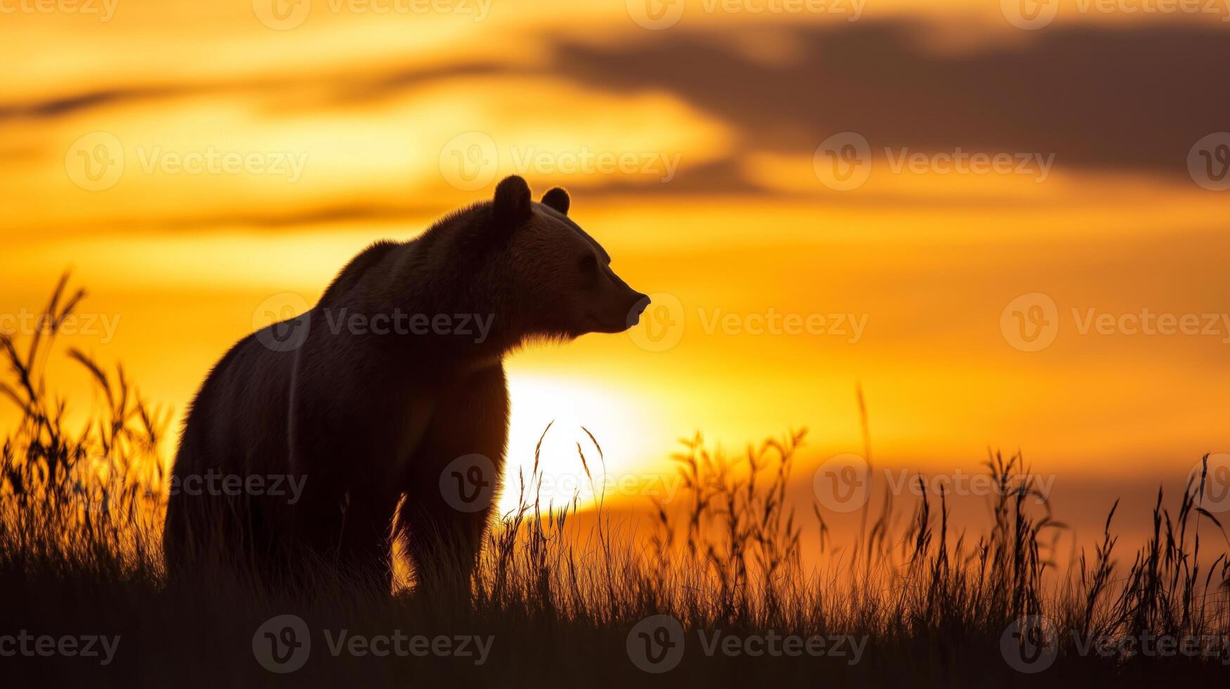 A grizzly bear stands in profile, outlined by a stunning sunset over wild grasses. photo