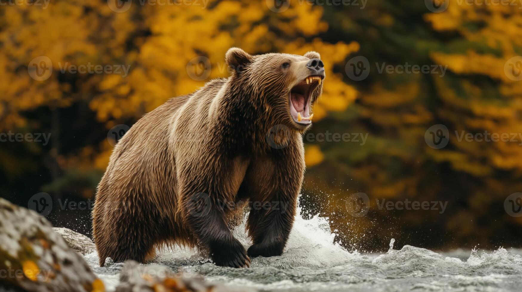 A grizzly bear stands in water, roaring amidst vibrant autumn colors in the forest. photo