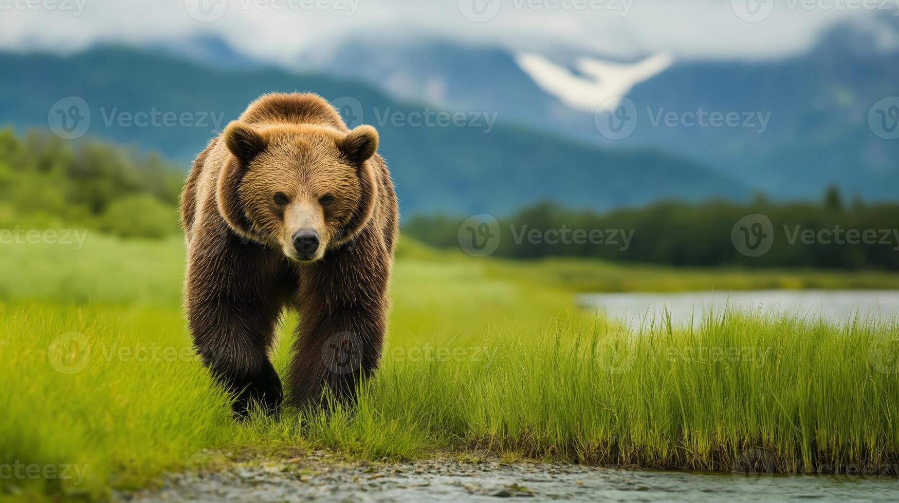 A grizzly bear moves through vibrant grass by a river, set against mountains under a cloudy sky. photo