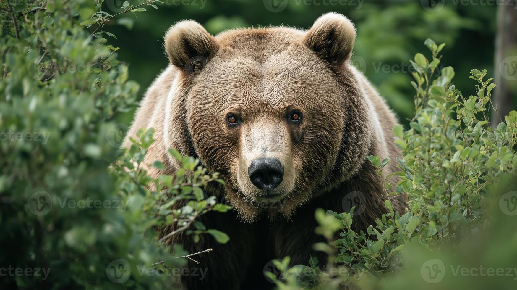 A bear explores its natural habitat, surrounded by lush foliage in the forest. photo