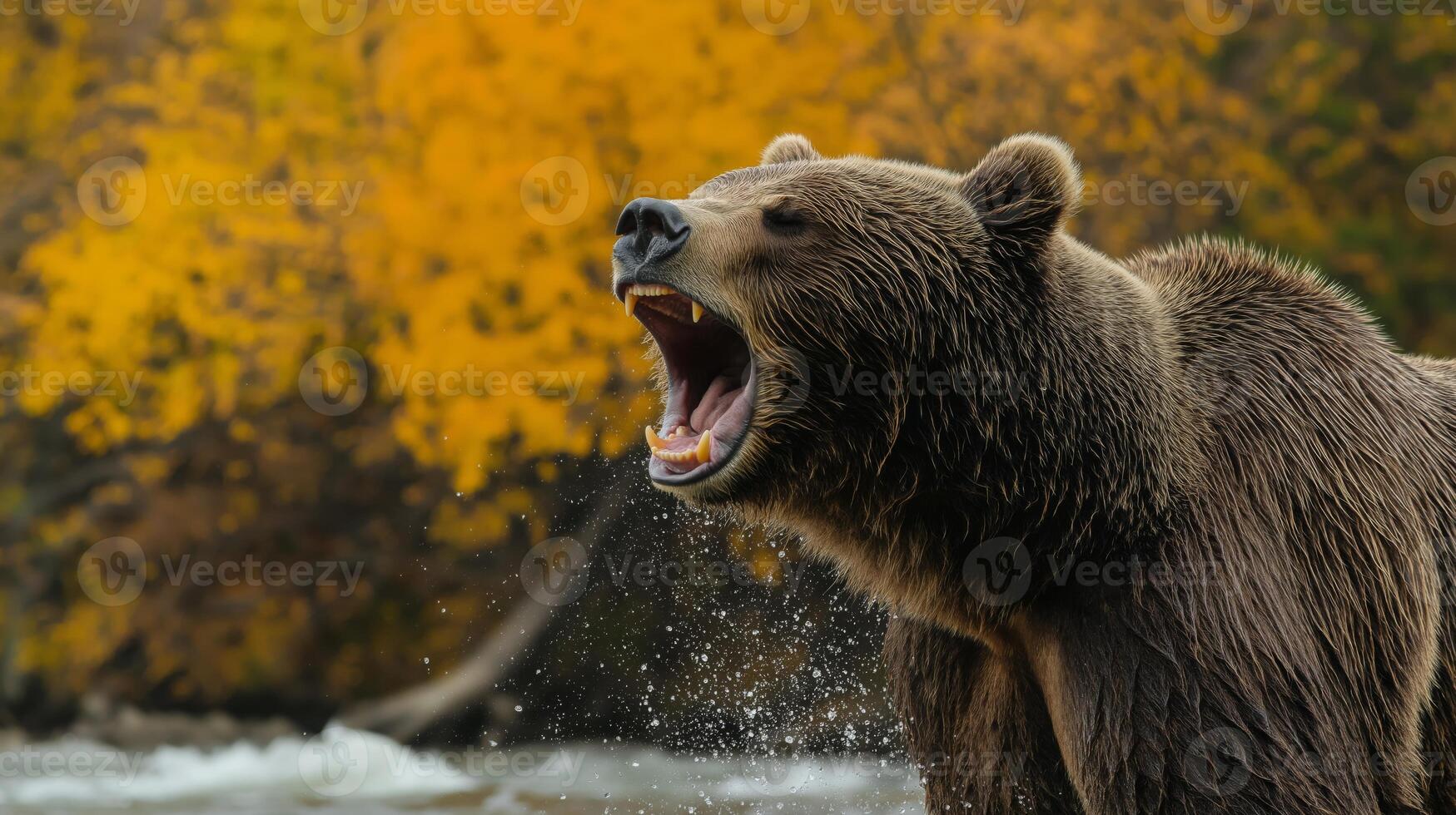 Grizzly bear stands by a river, roaring, surrounded by vibrant autumn trees and falling leaves. photo