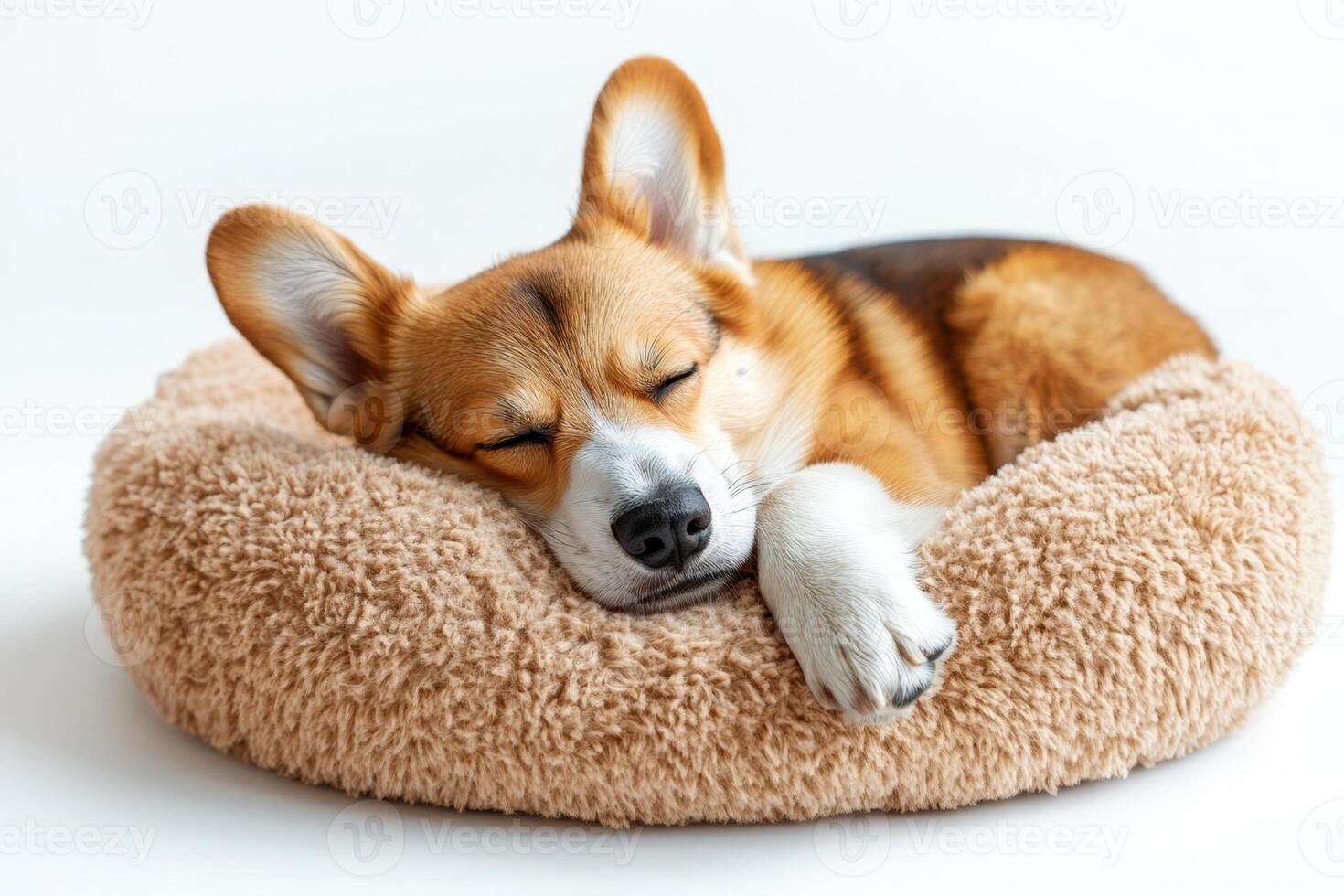 A corgi dog sleeping in a bed photo