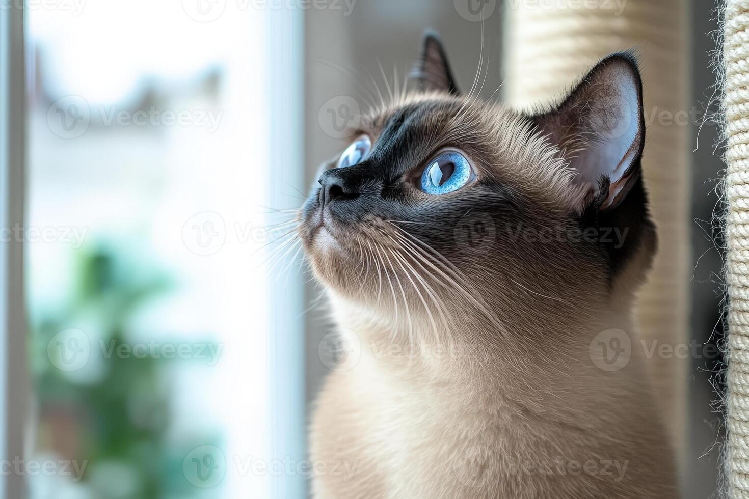 A siamese cat looking up at the window photo