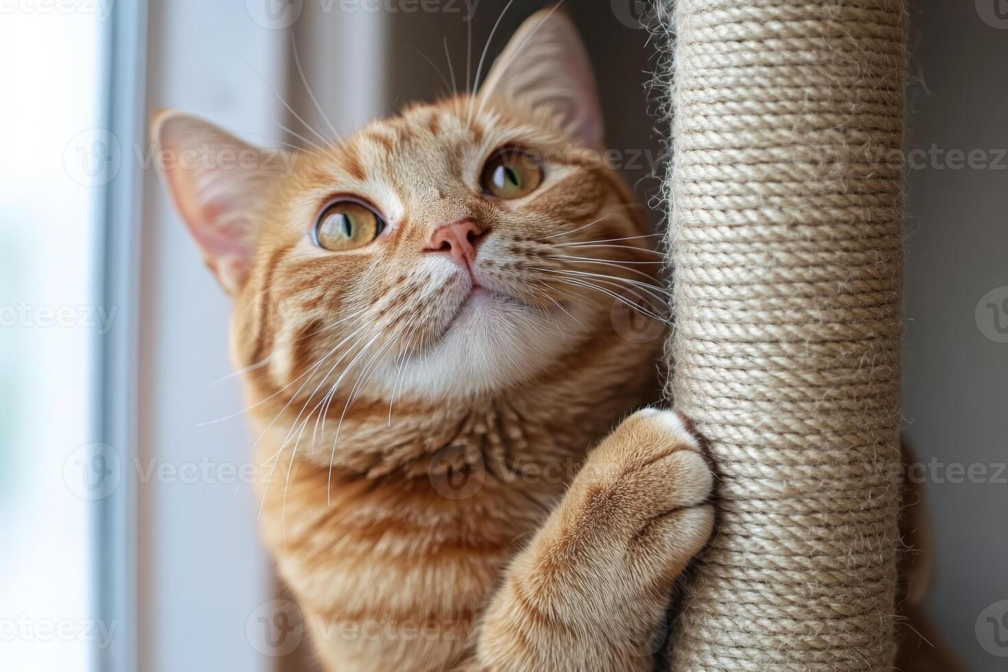 An orange tabby cat is looking up at the window photo