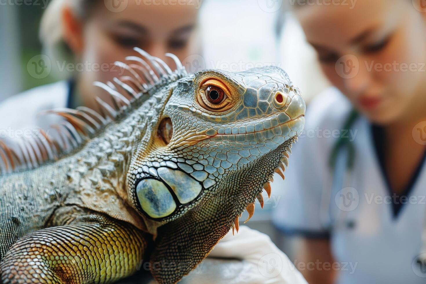 A woman is holding an iguana in her hands photo
