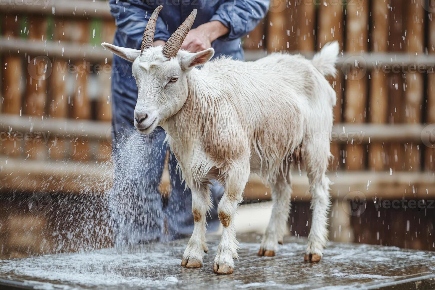A man is washing a goat in the rain photo