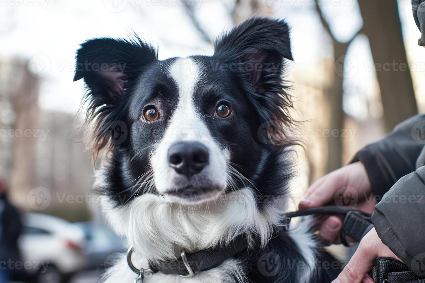 A black and white dog with a leash on photo