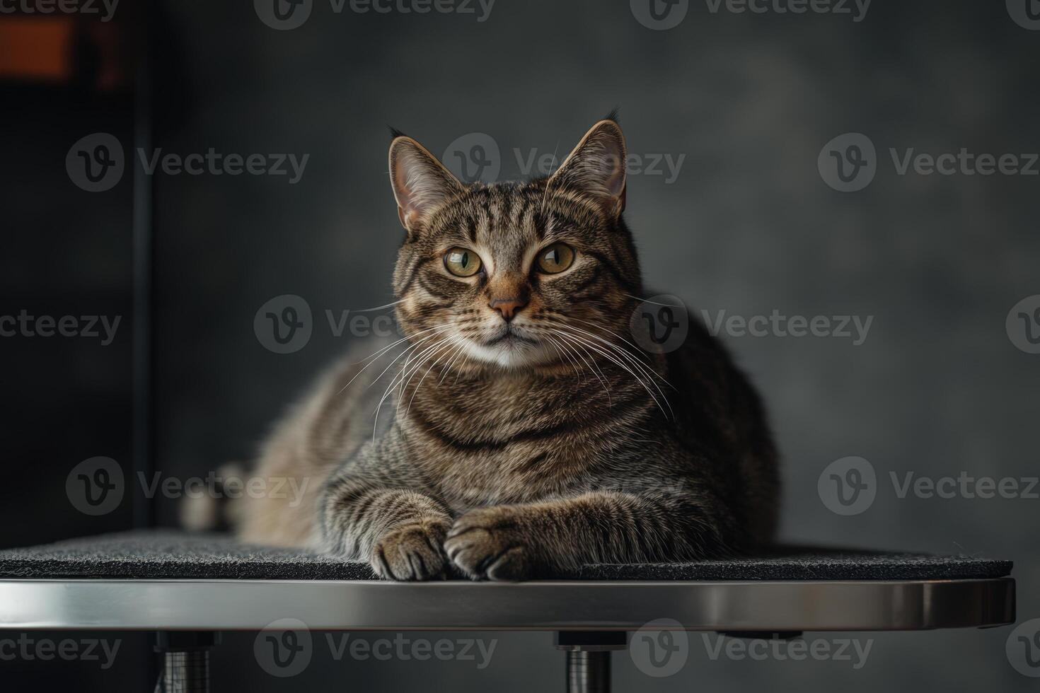 A cat is sitting on a table in front of a chair photo