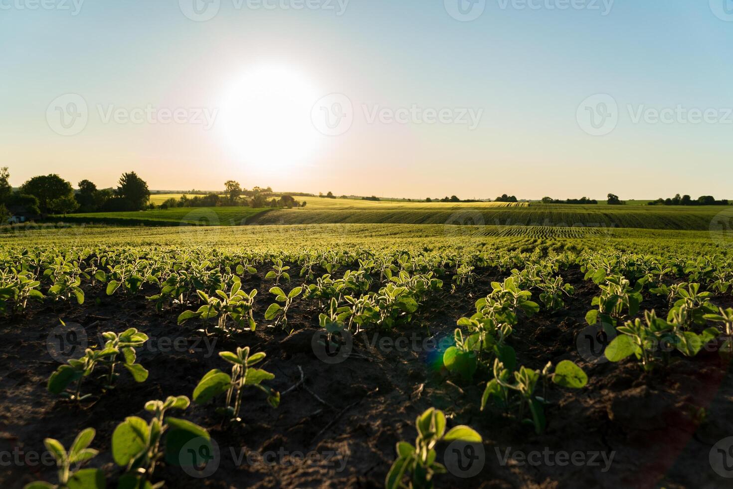 A vibrant soybean field flourishes in the warm summer sun, with lush green plants and numerous pods indicating a bountiful harvest. The horizon glows as day transitions to evening photo