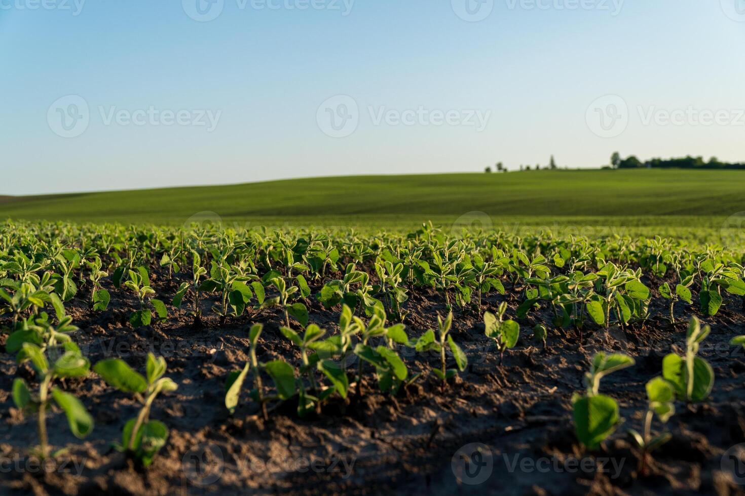 A lush soybean field stretches out under a pristine blue sky, showcasing the vibrant green leaves of young plants photo