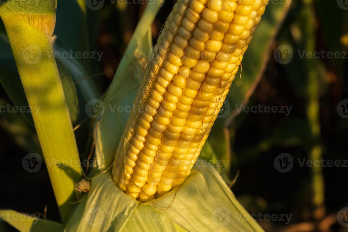 Golden ears of corn stand tall under the warm sunlight, representing the essence of rural farming. This young sprout thrives in rich soil, promising a bountiful harvest photo