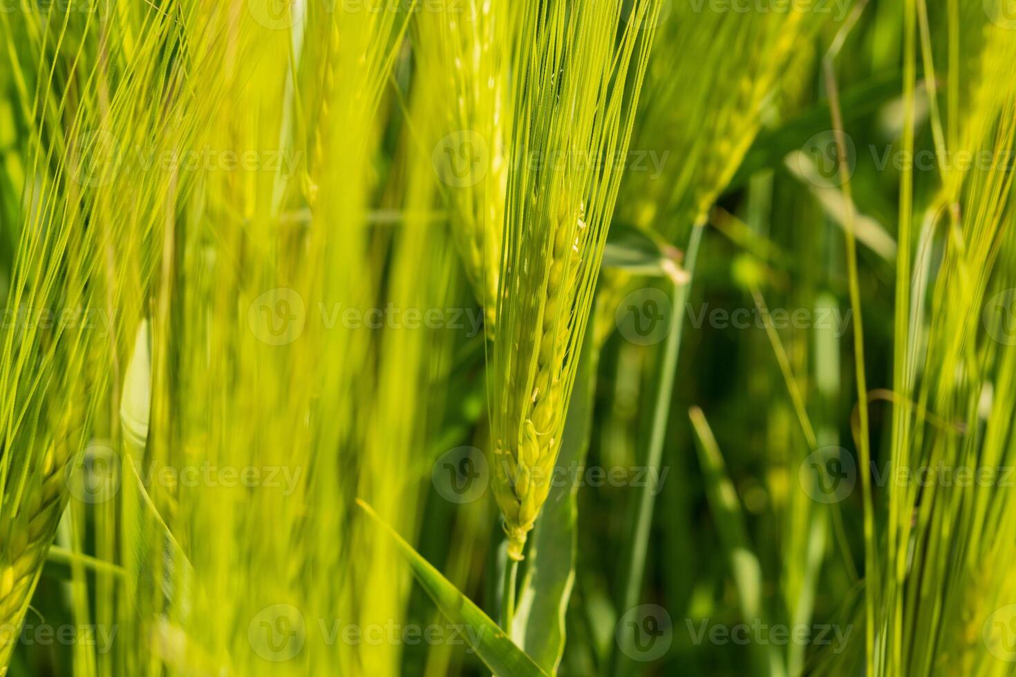 Golden ears of barley reach towards the sky in a lush, green field during the warm daylight hours. The thriving crops symbolize the essence of agriculture and the natural ecosystem at play photo
