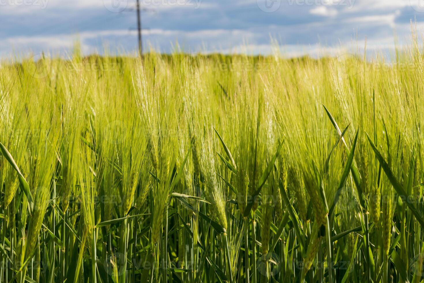 Rich fields of rye, wheat, and barley stretch toward the horizon, showcasing vibrant greens and golds. The growth represents the beauty of agriculture and the harmony of nature in this rural setting photo