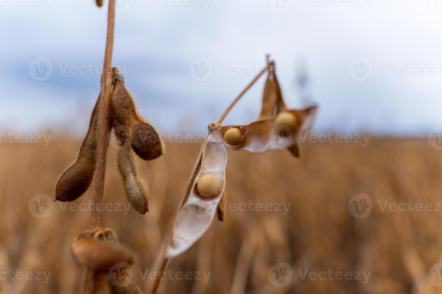 Close-up of mature soybean pods ready for harvest in a vast field, showcasing the rich texture and natural hue of the crops under a cloudy summer sky photo
