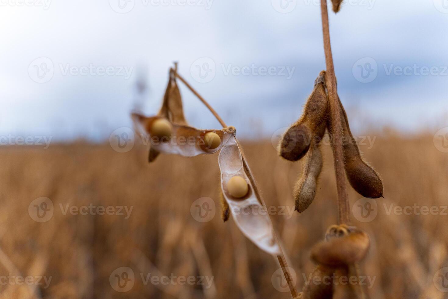 Golden soybean pods hang delicately from their stems, filled with ripe beans, ready for harvesting. The backdrop features a vast field shimmering in the summer sun, showcasing agricultural abundance photo