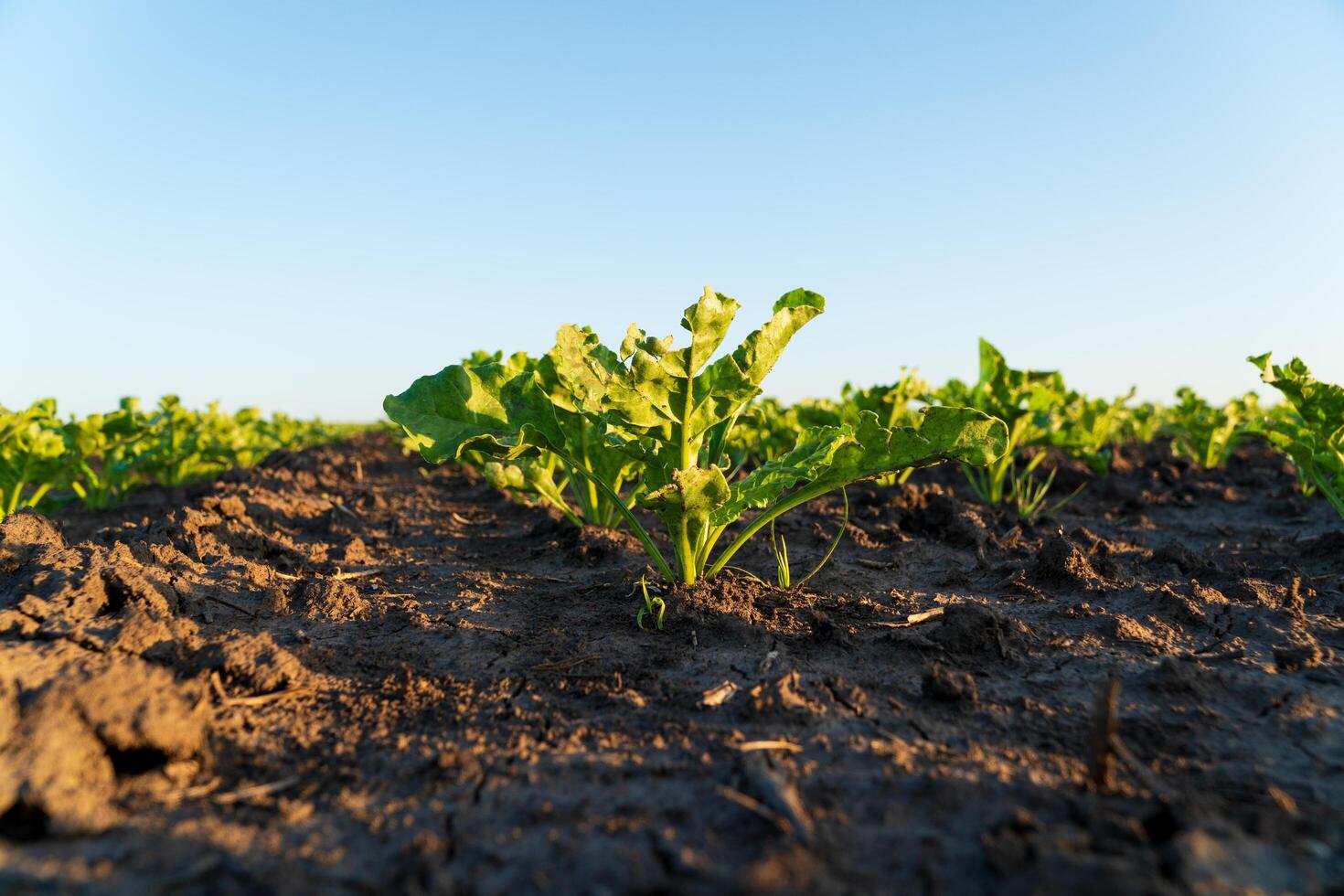Green sugar beet seedlings emerge from rich, dark soil in cultivated farmland. The vibrant plants bask in warm sunlight, showcasing the potential for a successful harvest photo