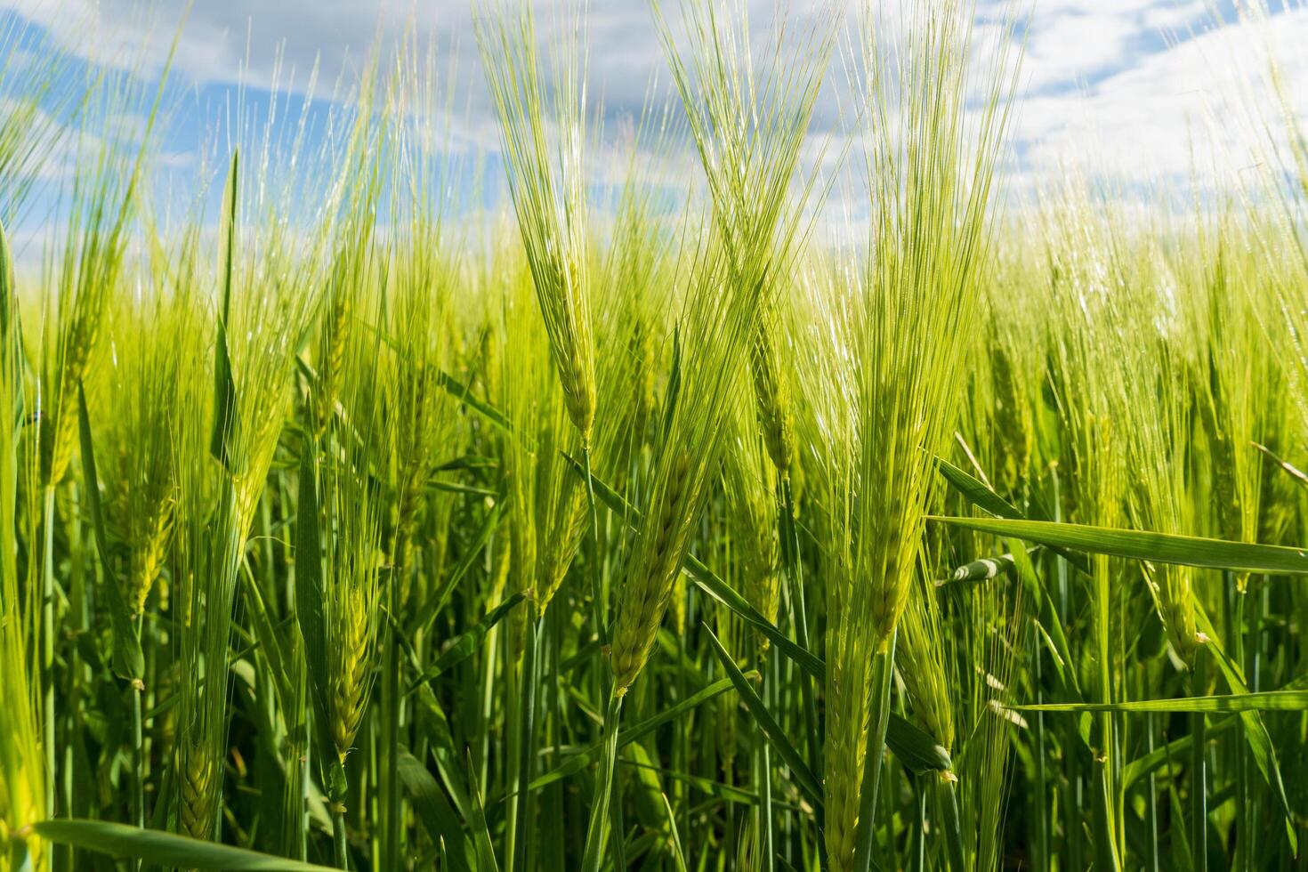 Fields filled with lush, green crops of rye, wheat, and barley are flourishing in a rural landscape. This vibrant growth showcases the beauty of agriculture and nature during the growing season photo