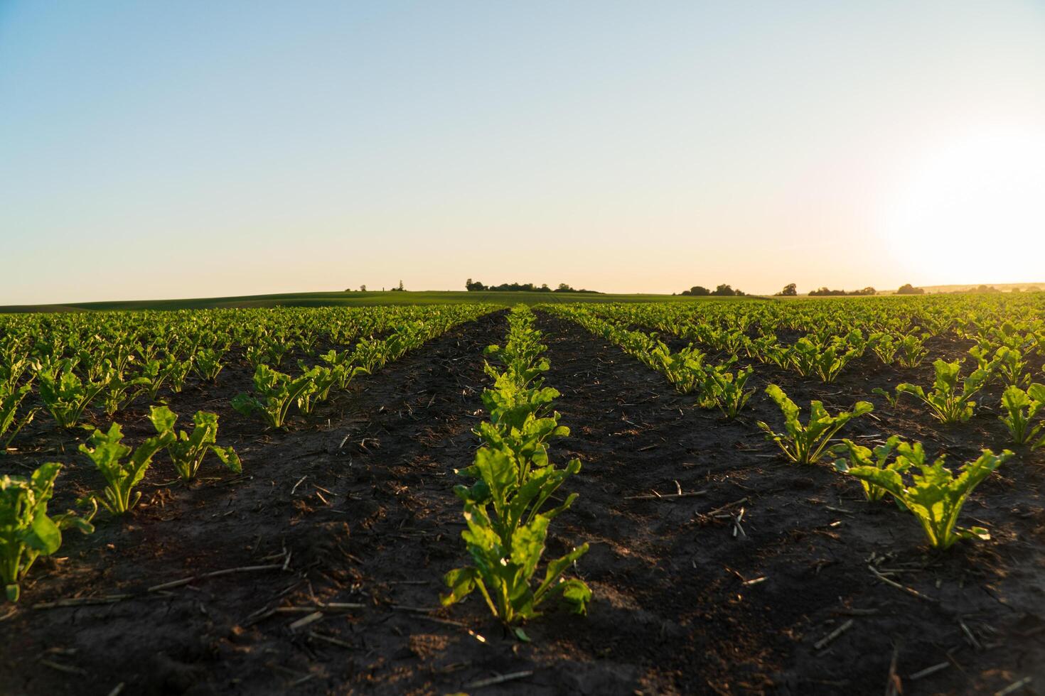 Rows of vibrant sugar beet seedlings stretch across the farmland, basking in the warm glow of the setting sun, showcasing the beauty of agricultural cultivation photo