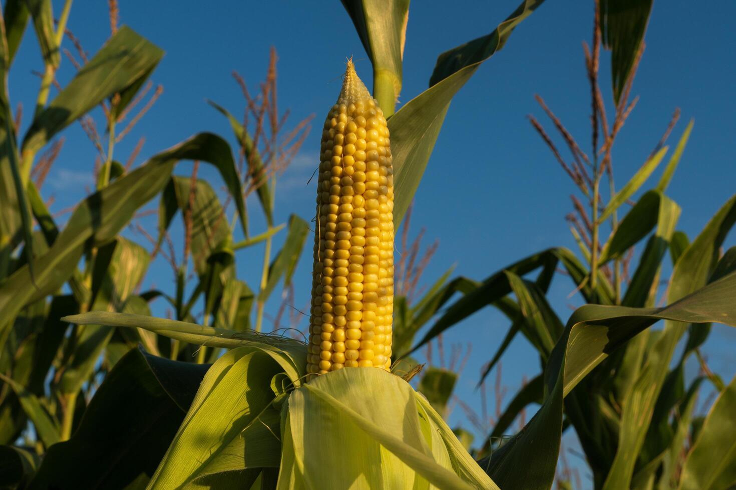 Bright yellow corn stands prominently on the stalk, surrounded by lush green leaves in a vast cornfield. The light of the setting sun highlights the rural farming landscape, signaling harvest time photo