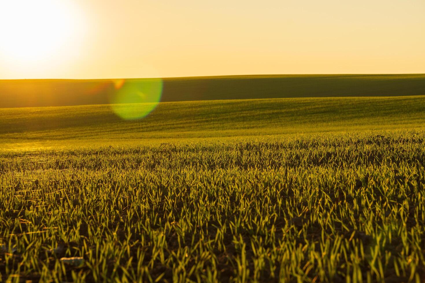 Golden sunlight illuminates a vast winter wheat field, highlighting the fresh green sprouts against the rich soil, symbolizing growth and nature's beauty in agriculture photo